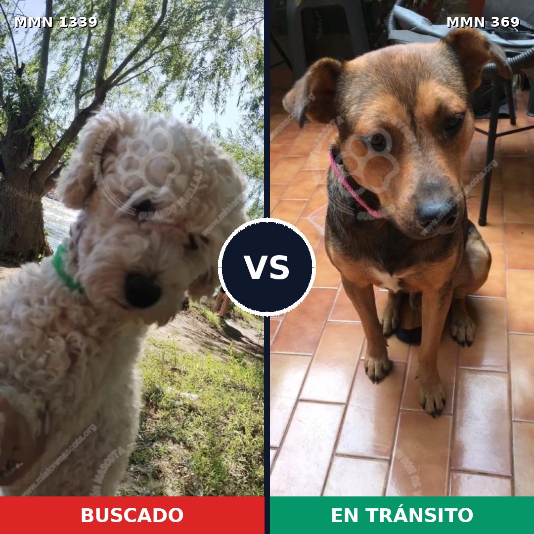 Comparativa MMS 23027: mascota perdida y mascota encontrada, 39% de similitud