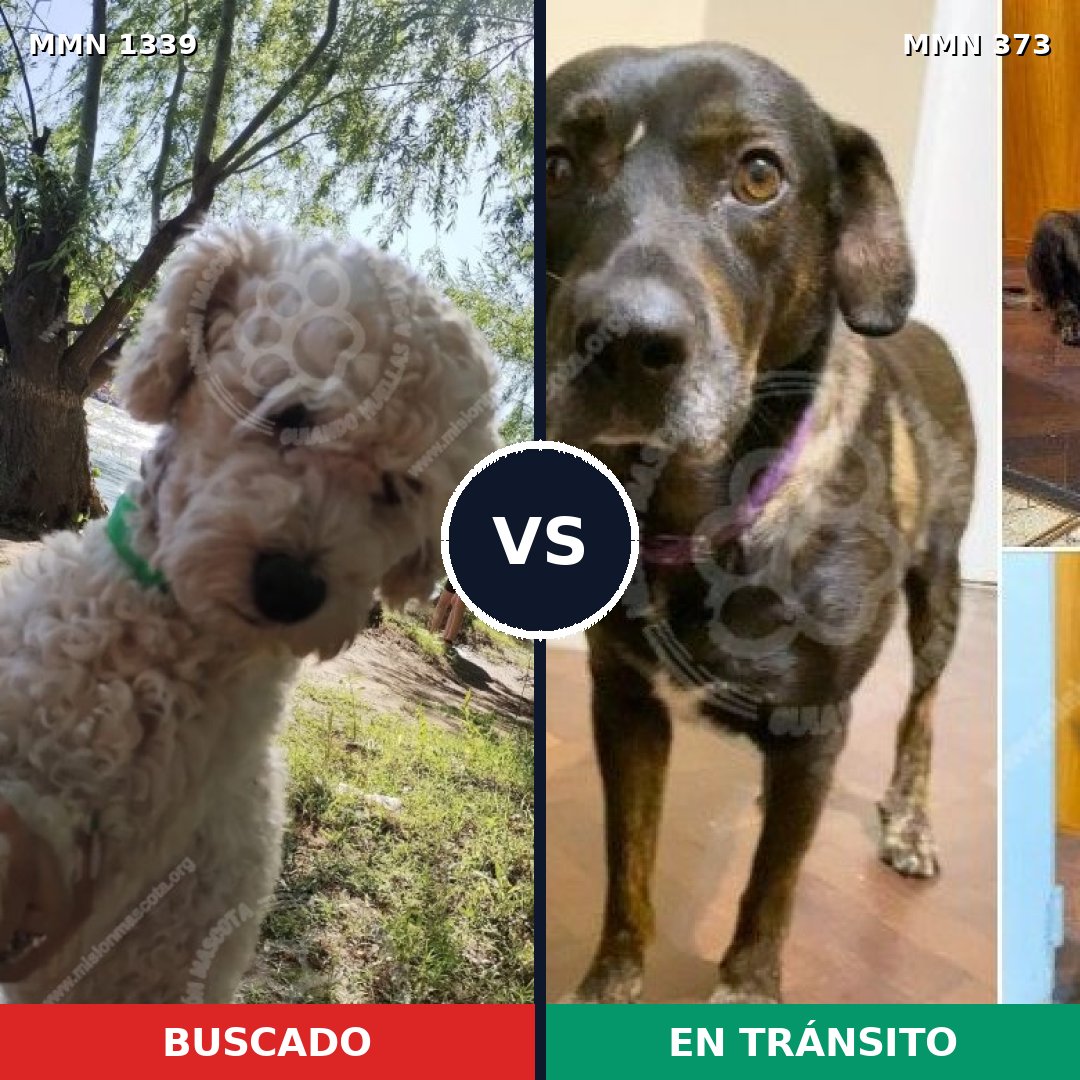 Comparativa MMS 23028: mascota perdida y mascota encontrada, 34% de similitud