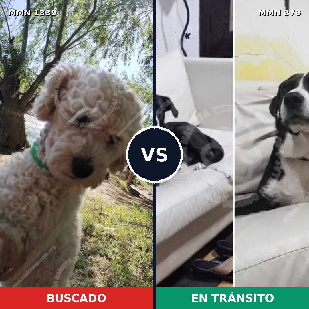 Comparativa MMS 23029: mascota perdida y mascota encontrada, 42% de similitud