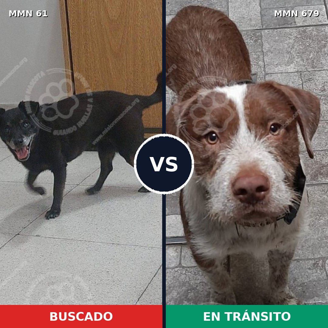 Comparativa MMS 2303: mascota perdida y mascota encontrada, 56% de similitud