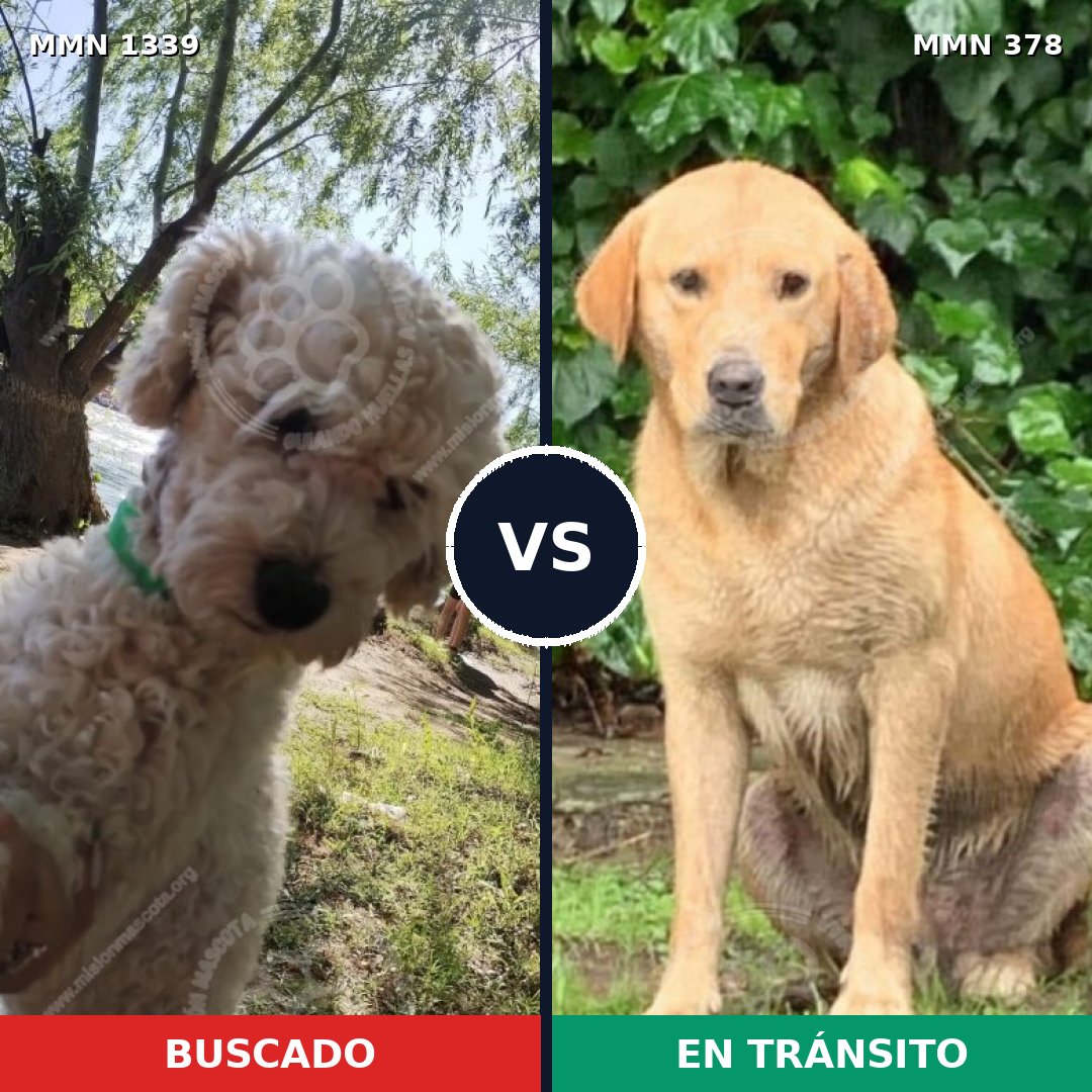 Comparativa MMS 23030: mascota perdida y mascota encontrada, 27% de similitud