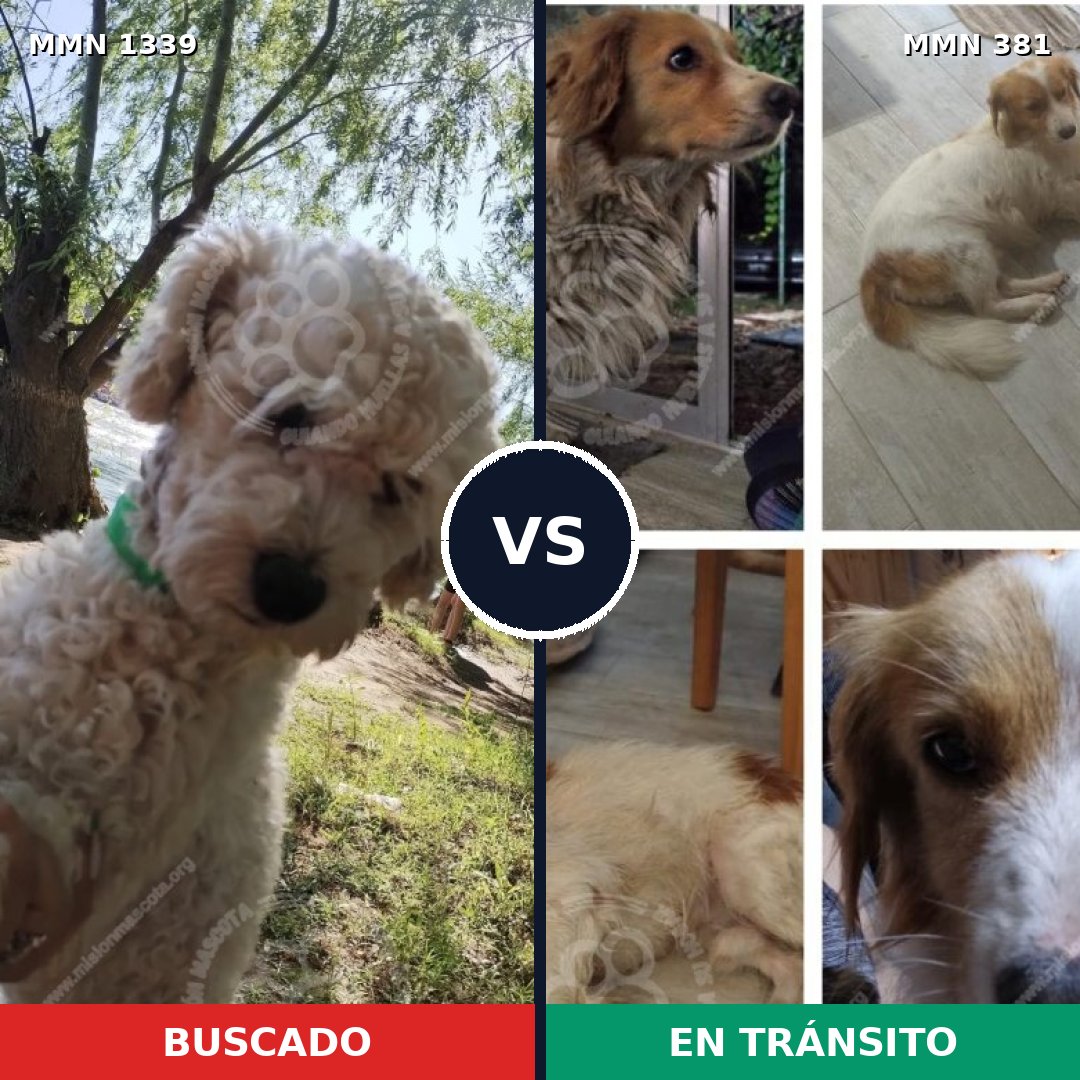 Comparativa MMS 23031: mascota perdida y mascota encontrada, 51% de similitud