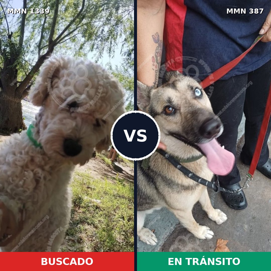 Comparativa MMS 23032: mascota perdida y mascota encontrada, 36% de similitud