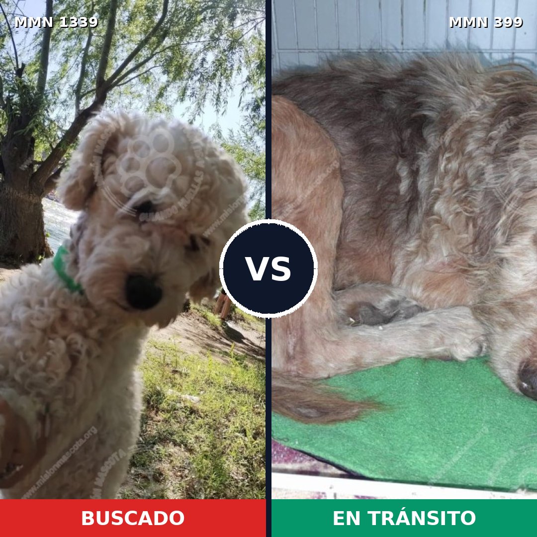 Comparativa MMS 23033: mascota perdida y mascota encontrada, 37% de similitud