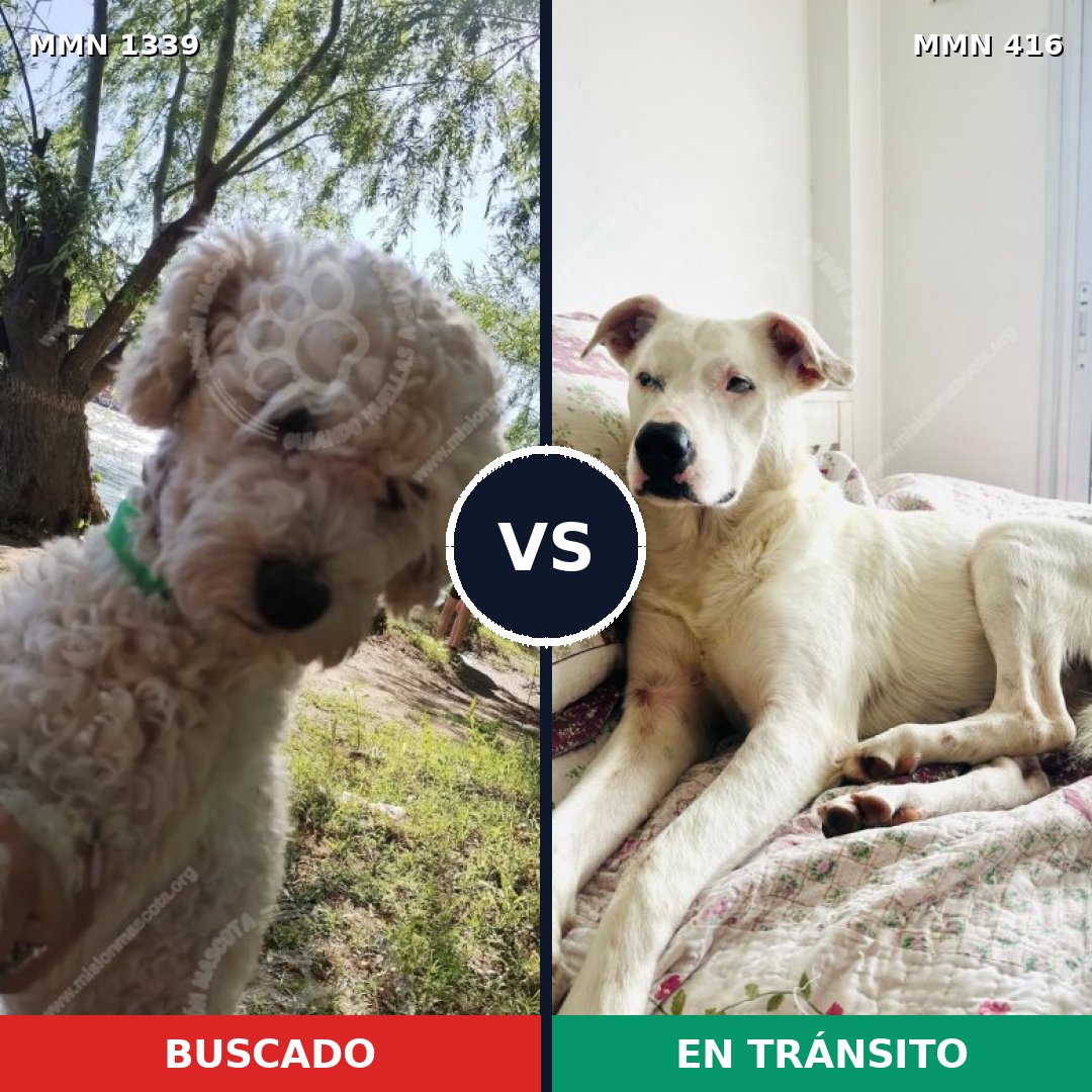 Comparativa MMS 23034: mascota perdida y mascota encontrada, 32% de similitud