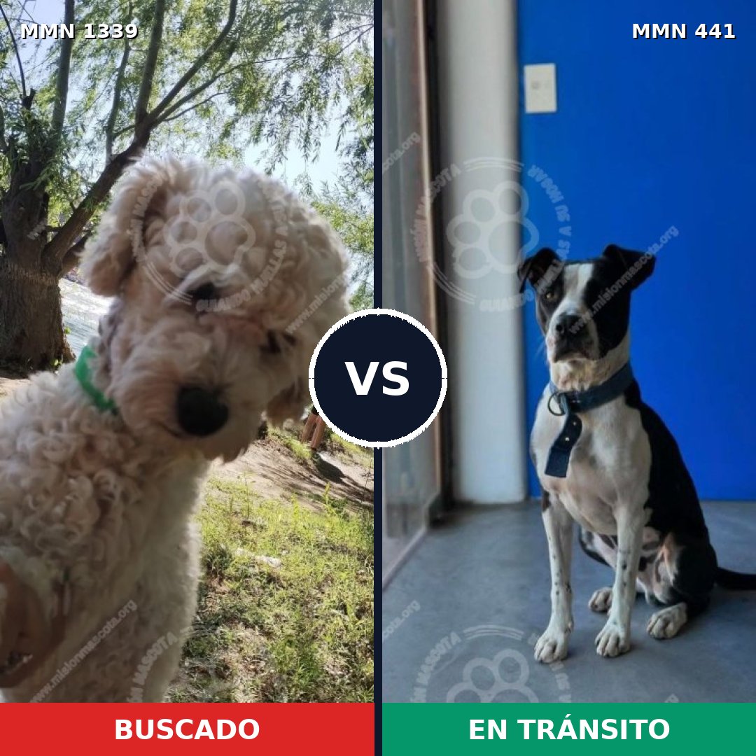 Comparativa MMS 23036: mascota perdida y mascota encontrada, 30% de similitud