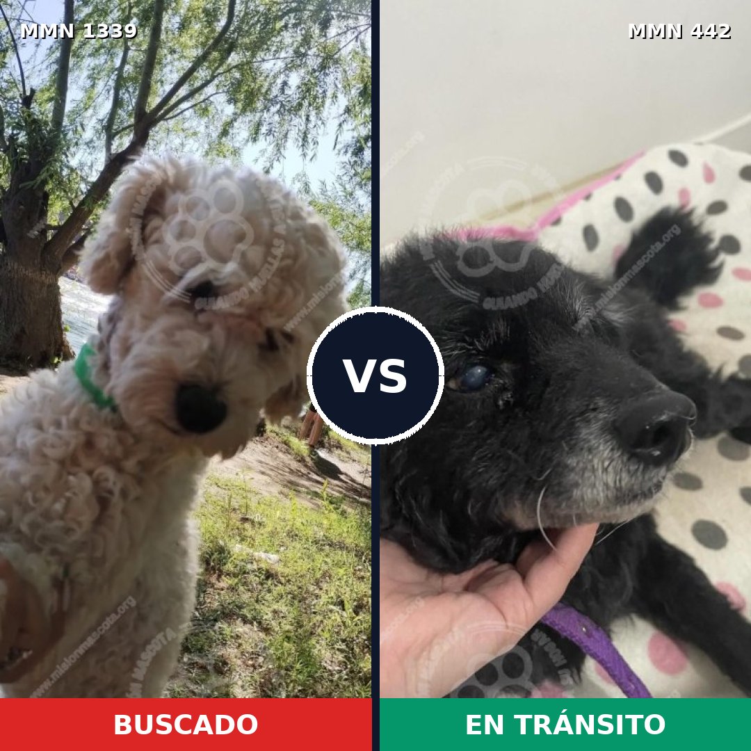Comparativa MMS 23037: mascota perdida y mascota encontrada, 38% de similitud