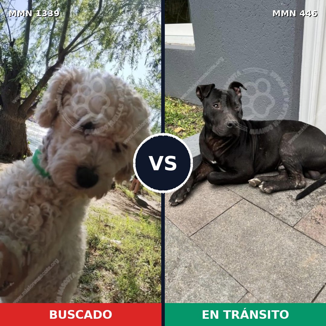 Comparativa MMS 23038: mascota perdida y mascota encontrada, 40% de similitud