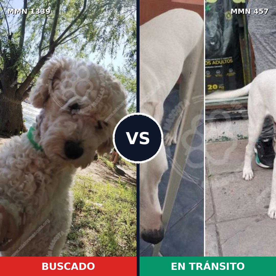 Comparativa MMS 23039: mascota perdida y mascota encontrada, 48% de similitud
