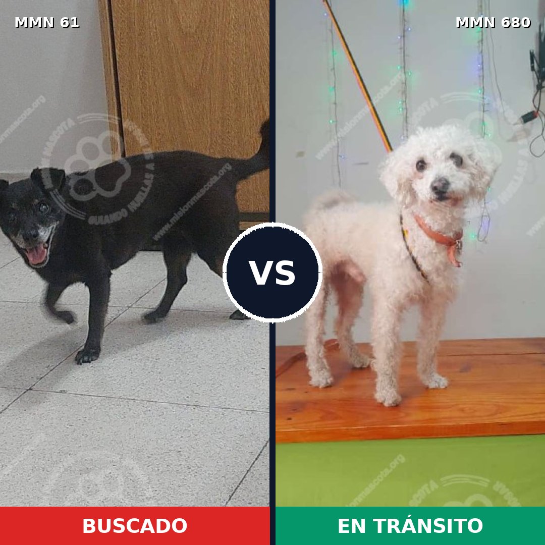 Comparativa MMS 2304: mascota perdida y mascota encontrada, 28% de similitud