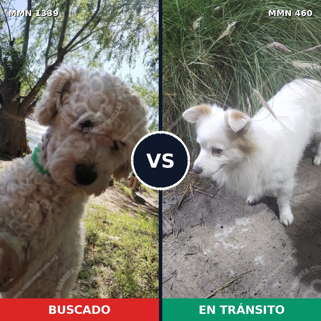 Comparativa MMS 23040: mascota perdida y mascota encontrada, 40% de similitud
