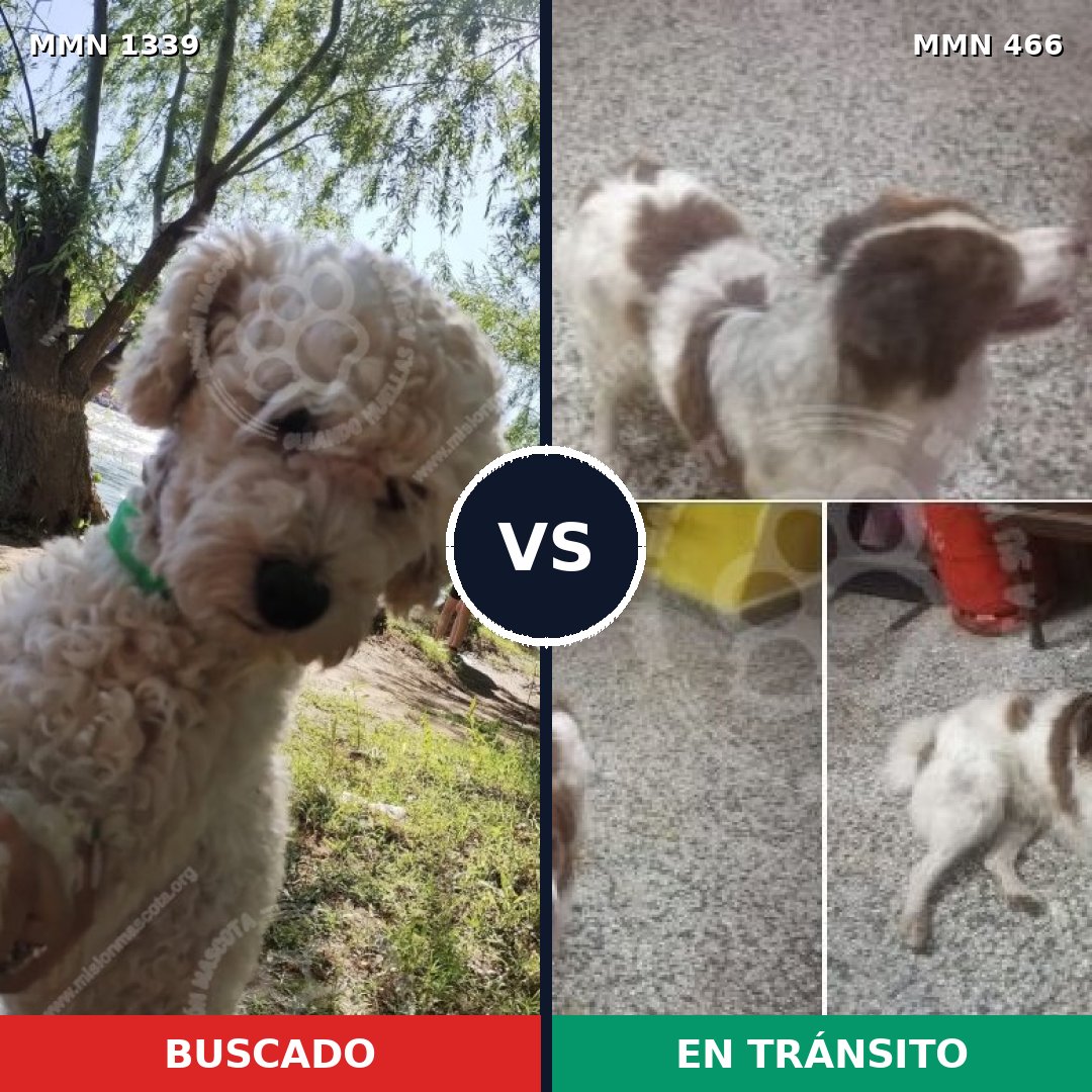 Comparativa MMS 23041: mascota perdida y mascota encontrada, 50% de similitud