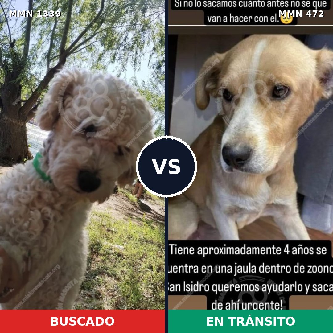 Comparativa MMS 23042: mascota perdida y mascota encontrada, 41% de similitud