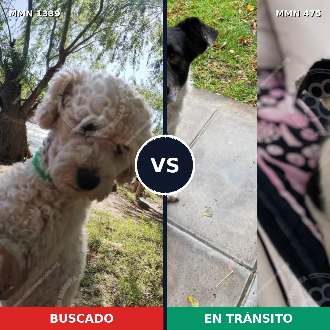 Comparativa MMS 23043: mascota perdida y mascota encontrada, 40% de similitud