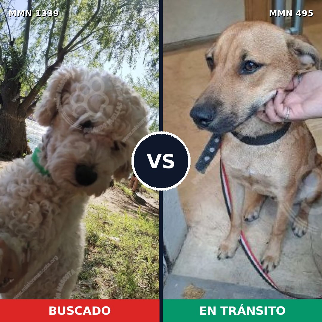 Comparativa MMS 23044: mascota perdida y mascota encontrada, 33% de similitud