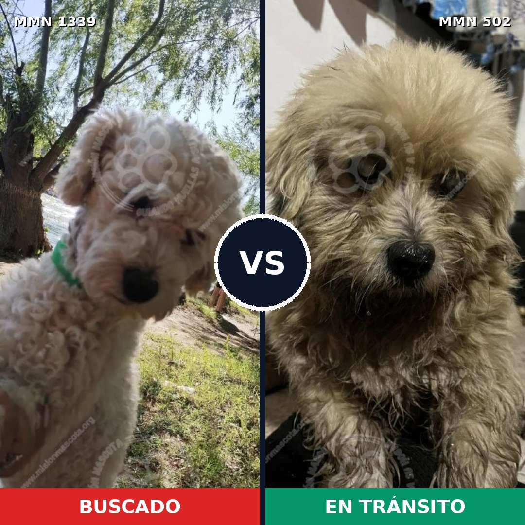 Comparativa MMS 23045: mascota perdida y mascota encontrada, 26% de similitud