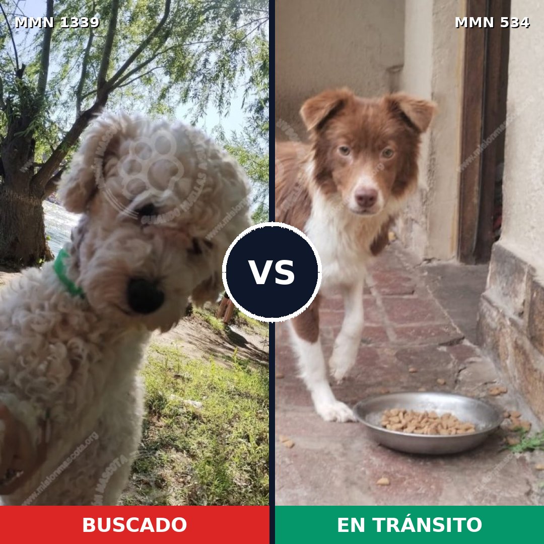 Comparativa MMS 23048: mascota perdida y mascota encontrada, 39% de similitud