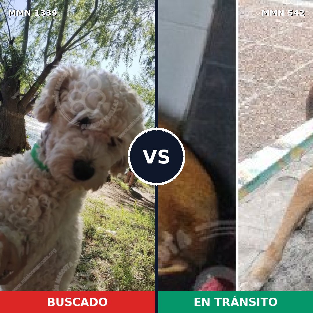 Comparativa MMS 23049: mascota perdida y mascota encontrada, 26% de similitud
