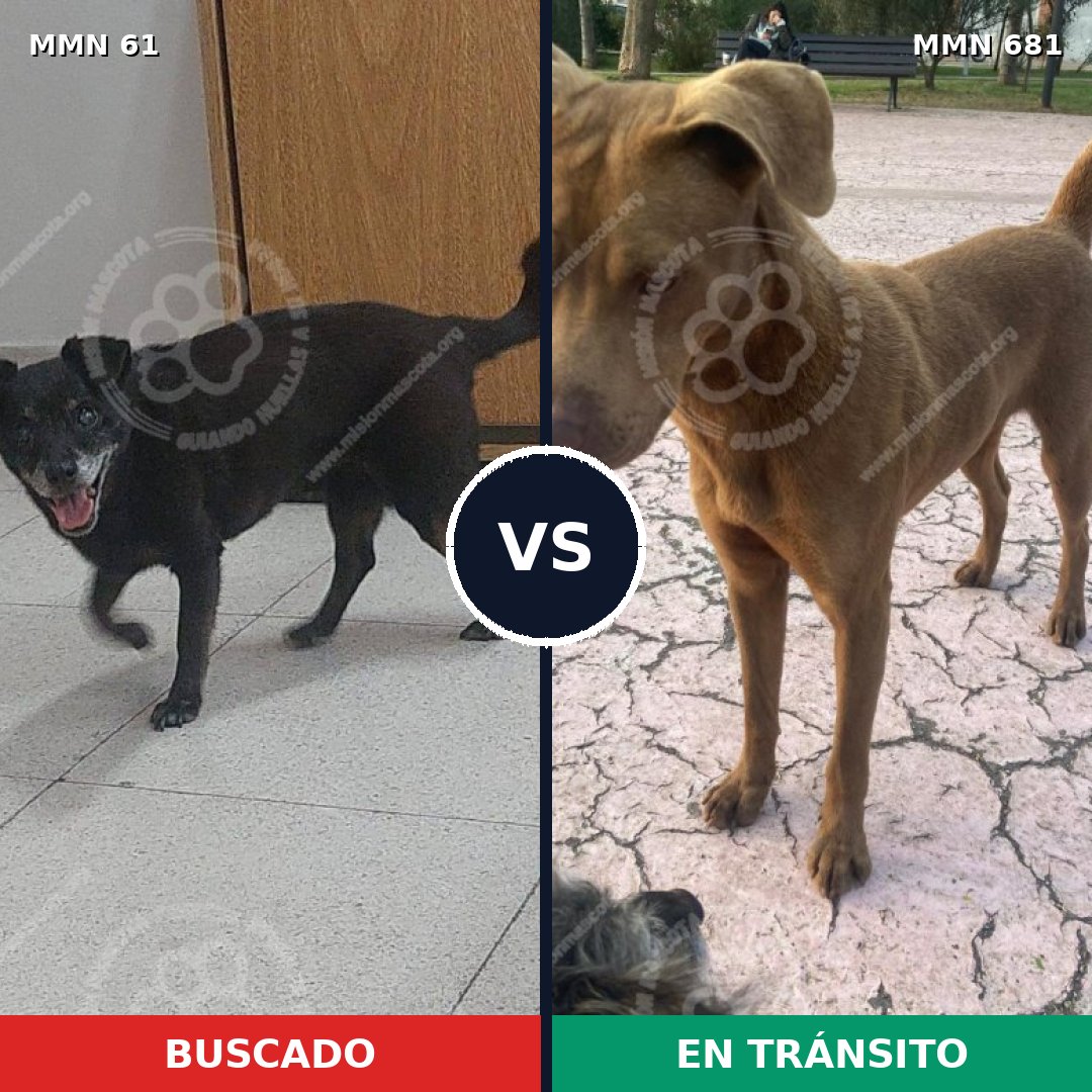 Comparativa MMS 2305: mascota perdida y mascota encontrada, 29% de similitud