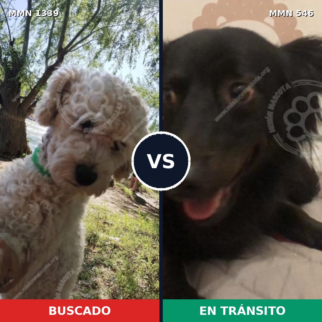 Comparativa MMS 23050: mascota perdida y mascota encontrada, 27% de similitud