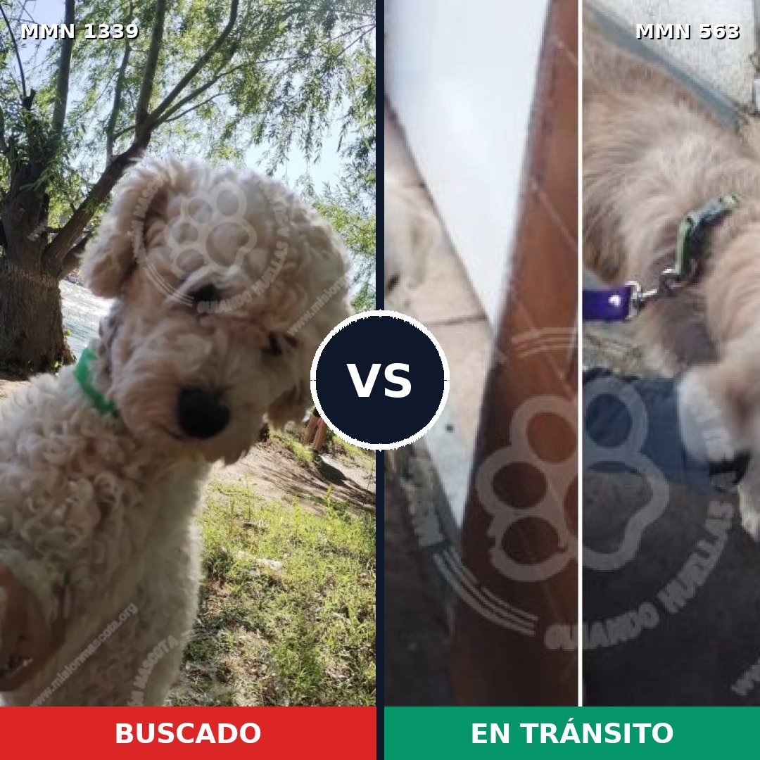 Comparativa MMS 23051: mascota perdida y mascota encontrada, 38% de similitud
