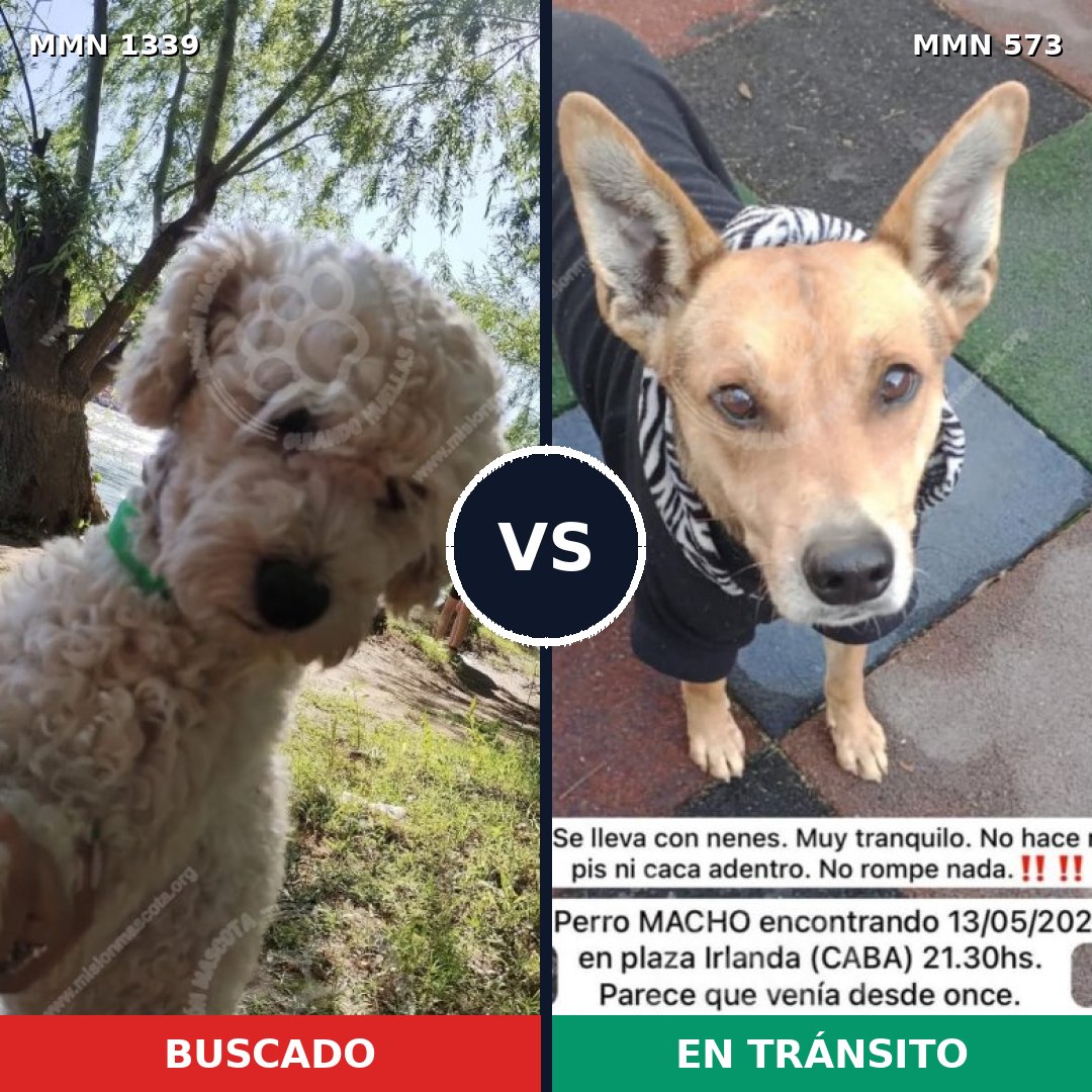 Comparativa MMS 23052: mascota perdida y mascota encontrada, 36% de similitud