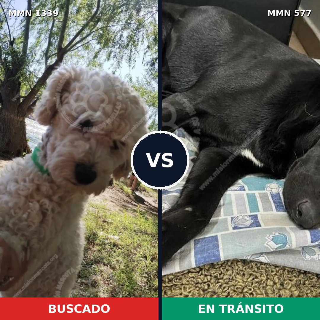 Comparativa MMS 23053: mascota perdida y mascota encontrada, 39% de similitud