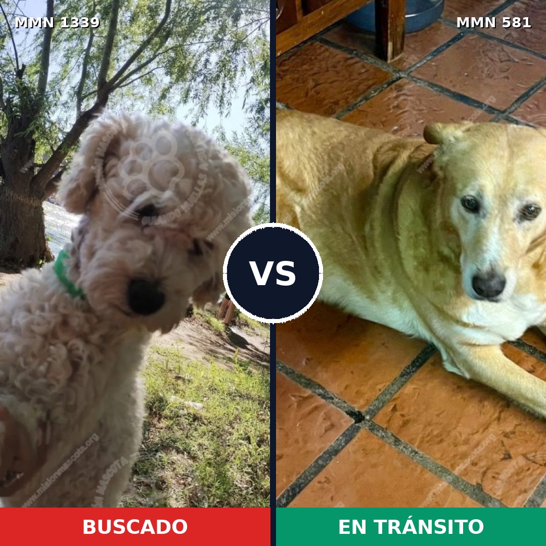 Comparativa MMS 23054: mascota perdida y mascota encontrada, 30% de similitud