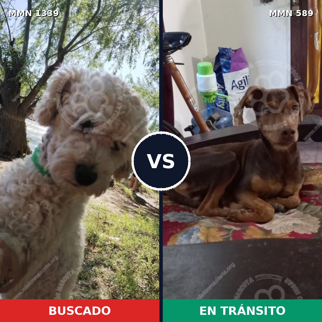 Comparativa MMS 23055: mascota perdida y mascota encontrada, 24% de similitud