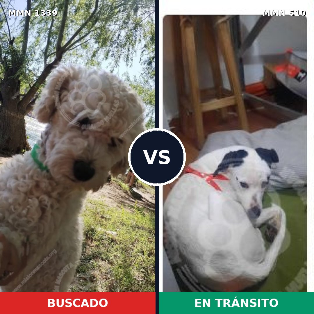 Comparativa MMS 23056: mascota perdida y mascota encontrada, 49% de similitud
