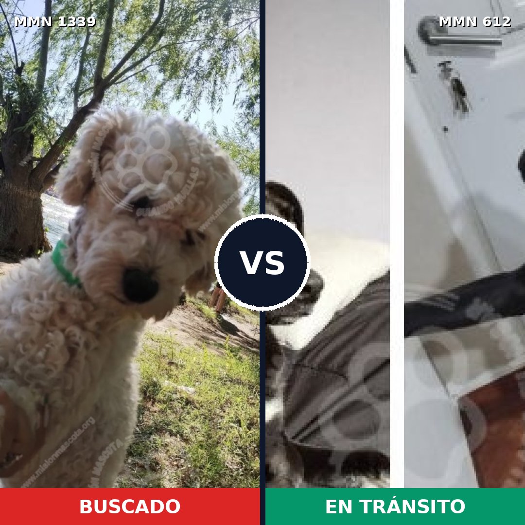 Comparativa MMS 23057: mascota perdida y mascota encontrada, 39% de similitud