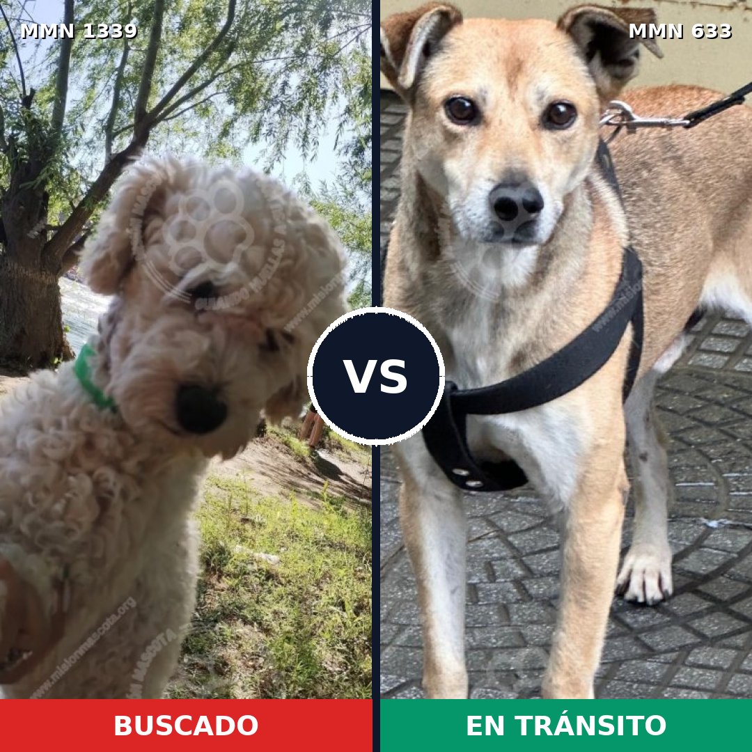 Comparativa MMS 23058: mascota perdida y mascota encontrada, 40% de similitud