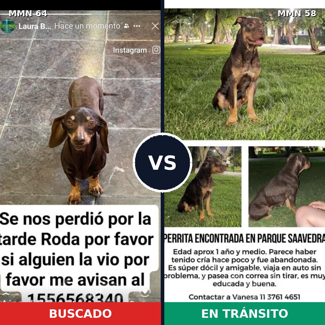 Comparativa MMS 2306: mascota perdida y mascota encontrada, 47% de similitud