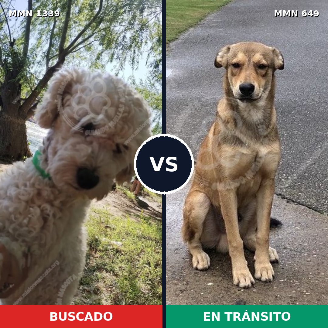 Comparativa MMS 23060: mascota perdida y mascota encontrada, 25% de similitud