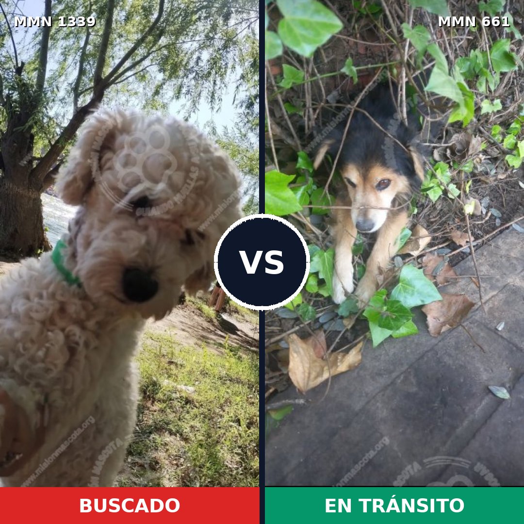 Comparativa MMS 23061: mascota perdida y mascota encontrada, 26% de similitud