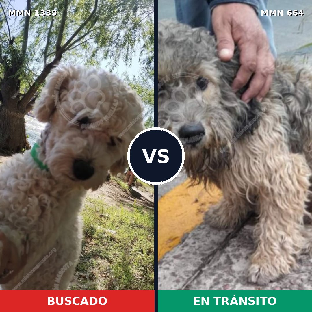 Comparativa MMS 23062: mascota perdida y mascota encontrada, 37% de similitud