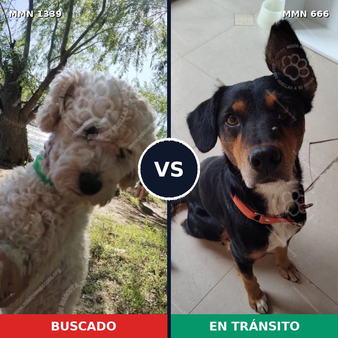 Comparativa MMS 23063: mascota perdida y mascota encontrada, 39% de similitud