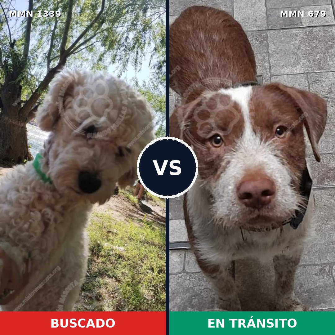 Comparativa MMS 23064: mascota perdida y mascota encontrada, 31% de similitud