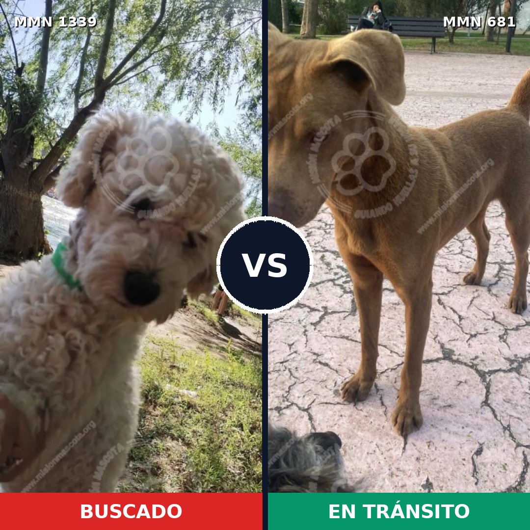 Comparativa MMS 23066: mascota perdida y mascota encontrada, 26% de similitud