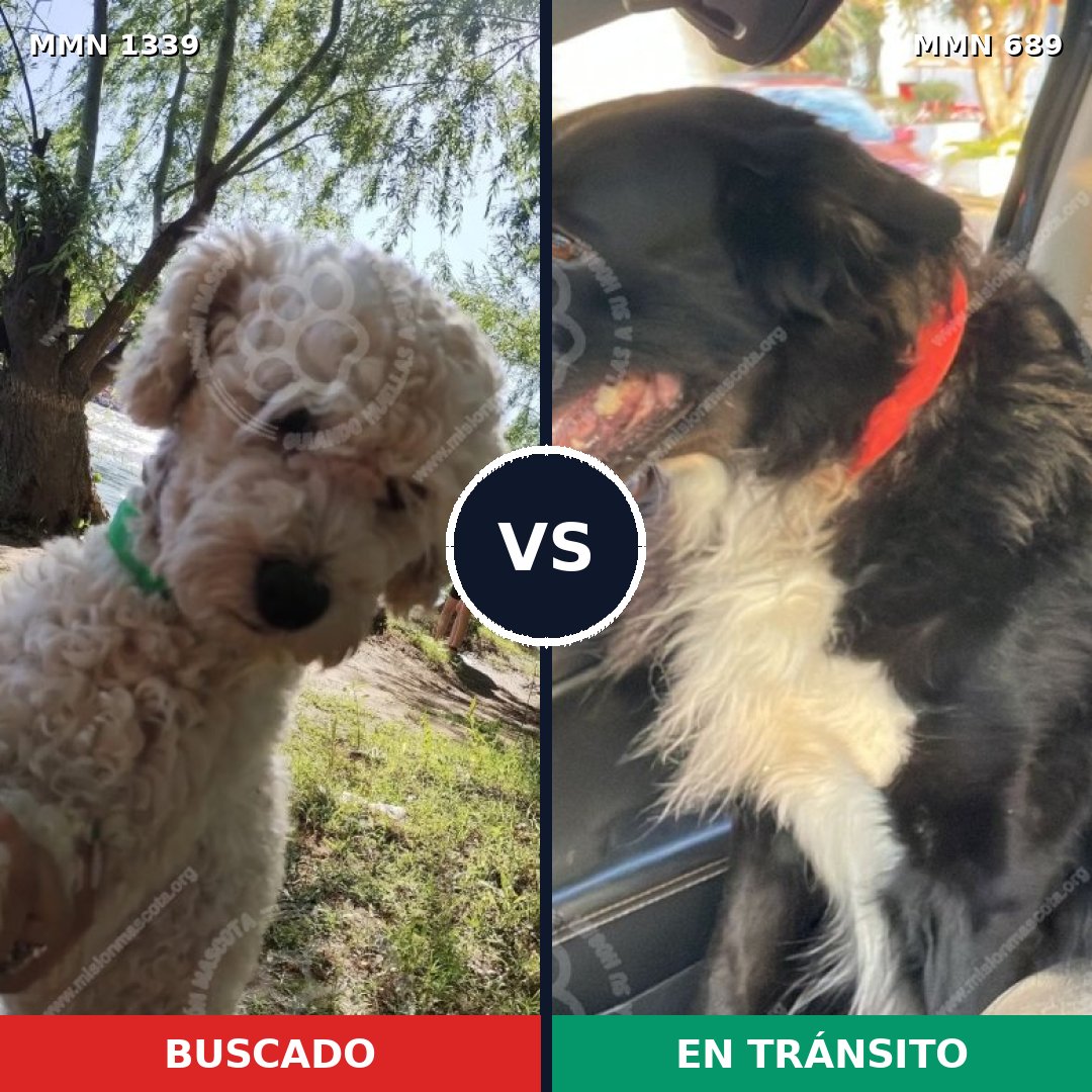 Comparativa MMS 23067: mascota perdida y mascota encontrada, 42% de similitud