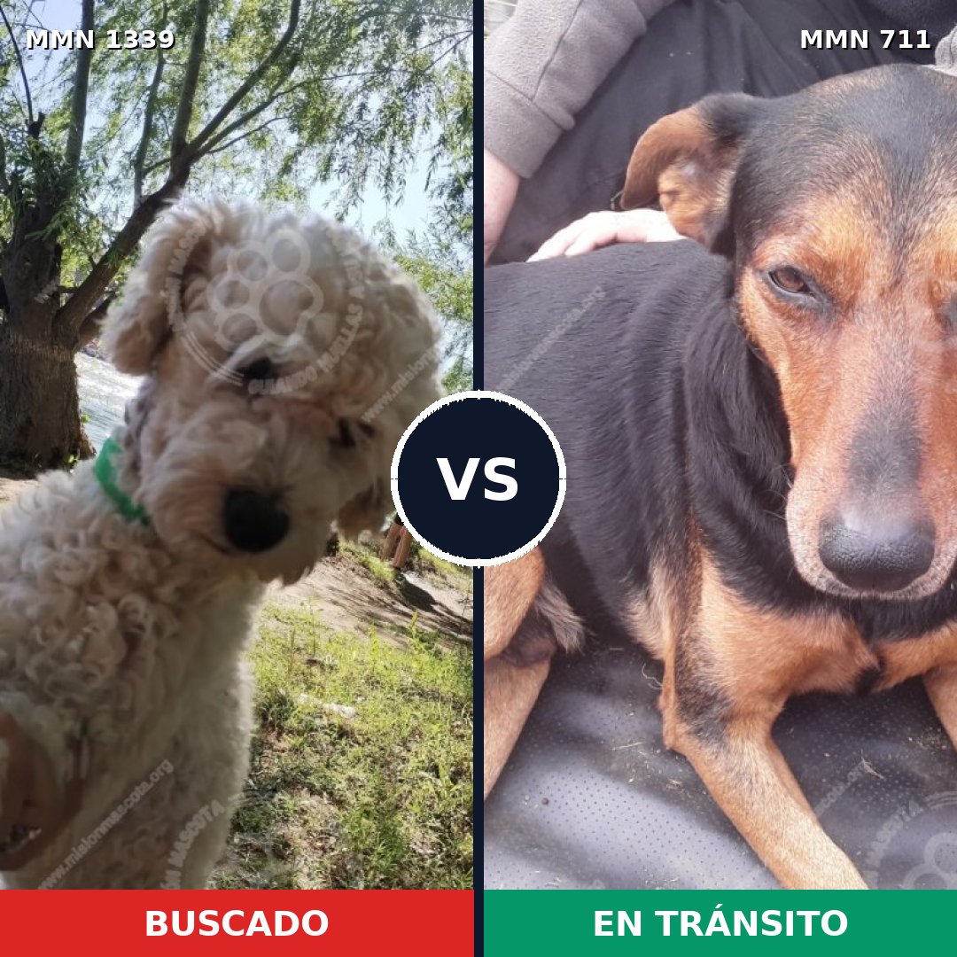 Comparativa MMS 23068: mascota perdida y mascota encontrada, 24% de similitud