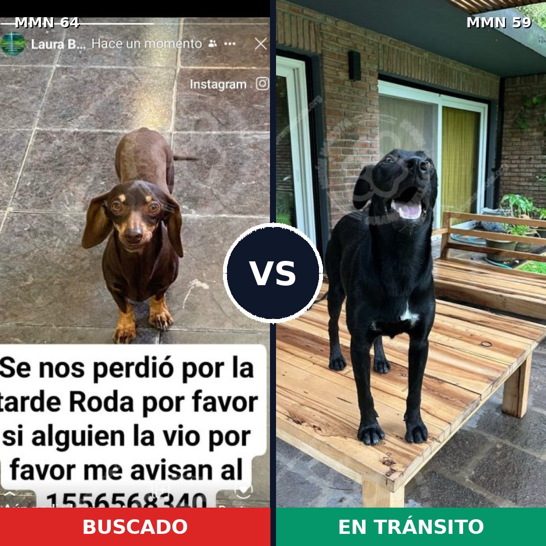 Comparativa MMS 2307: mascota perdida y mascota encontrada, 26% de similitud
