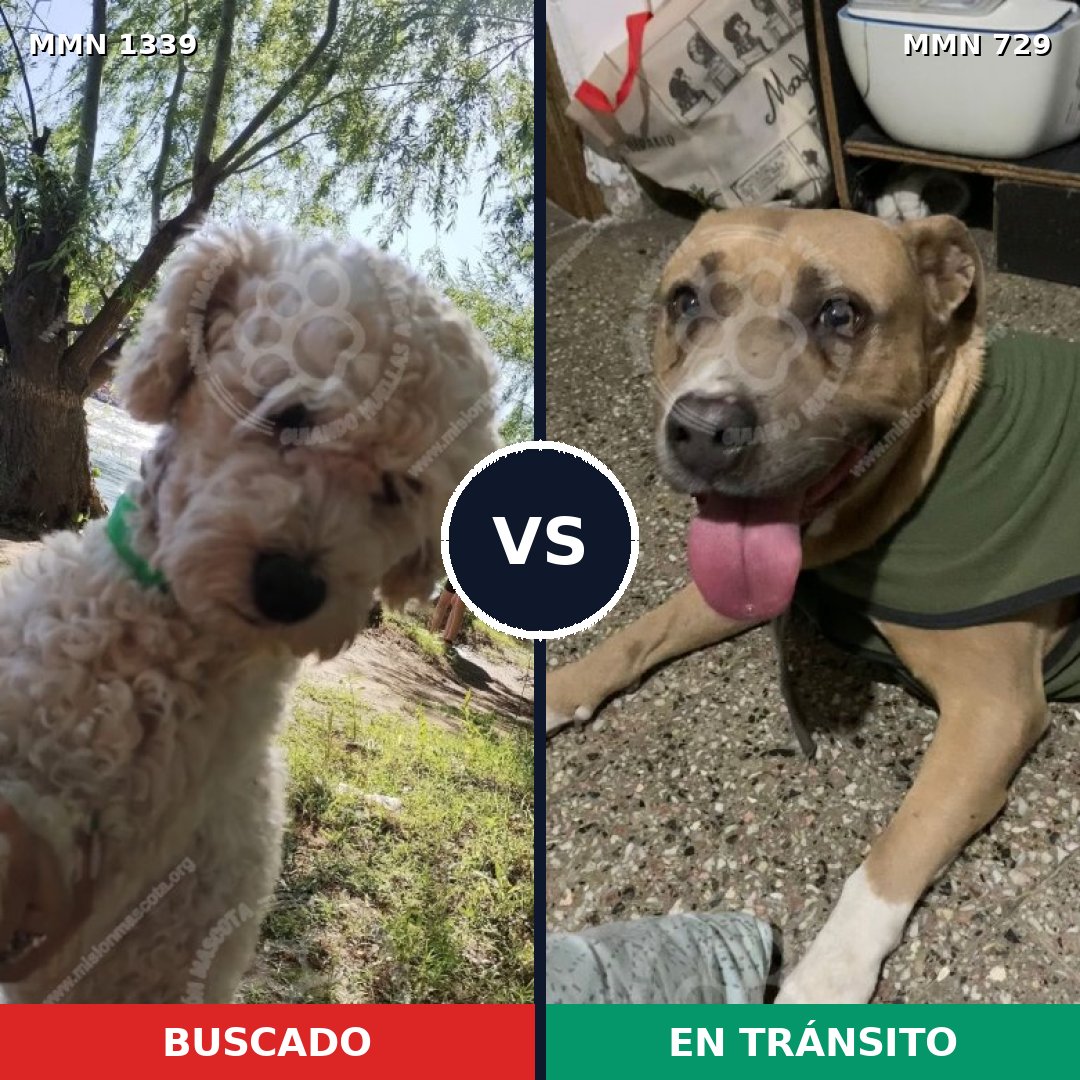 Comparativa MMS 23070: mascota perdida y mascota encontrada, 31% de similitud