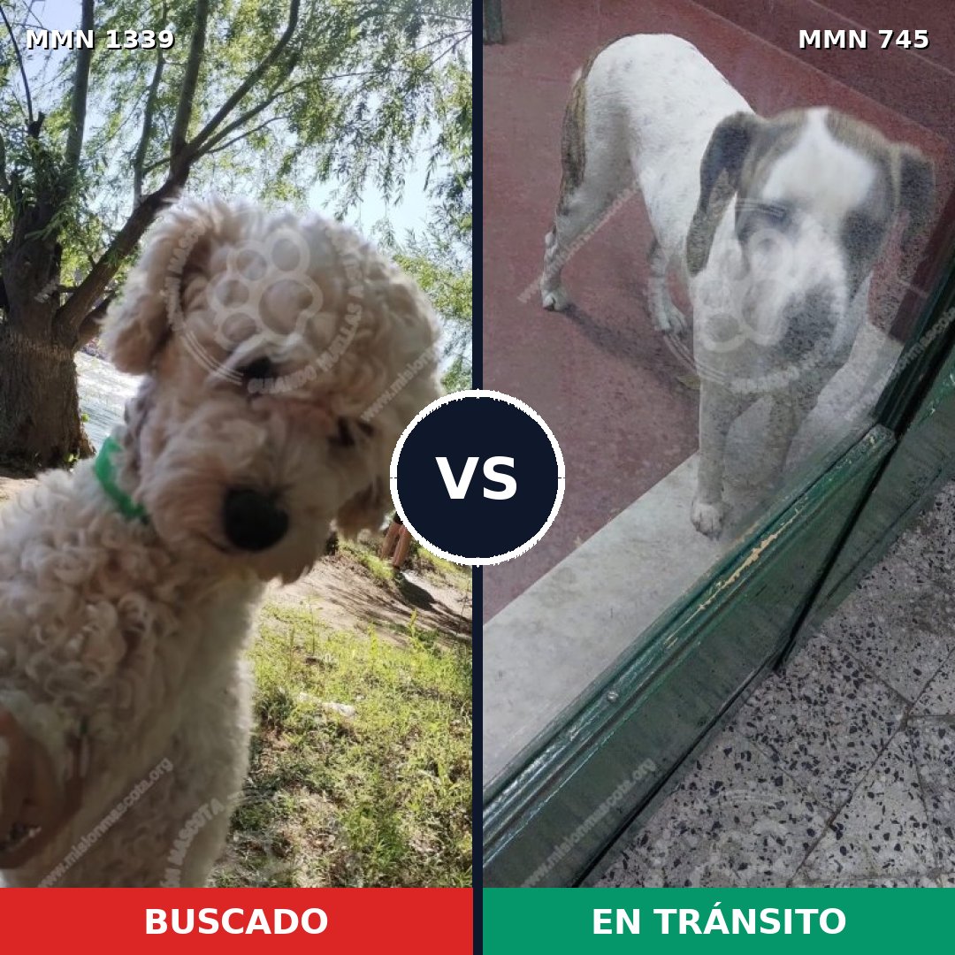 Comparativa MMS 23072: mascota perdida y mascota encontrada, 45% de similitud