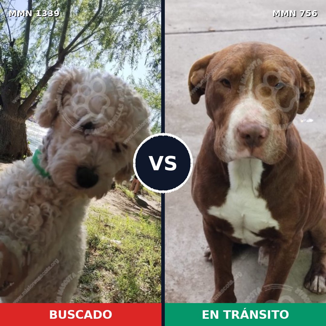 Comparativa MMS 23074: mascota perdida y mascota encontrada, 29% de similitud