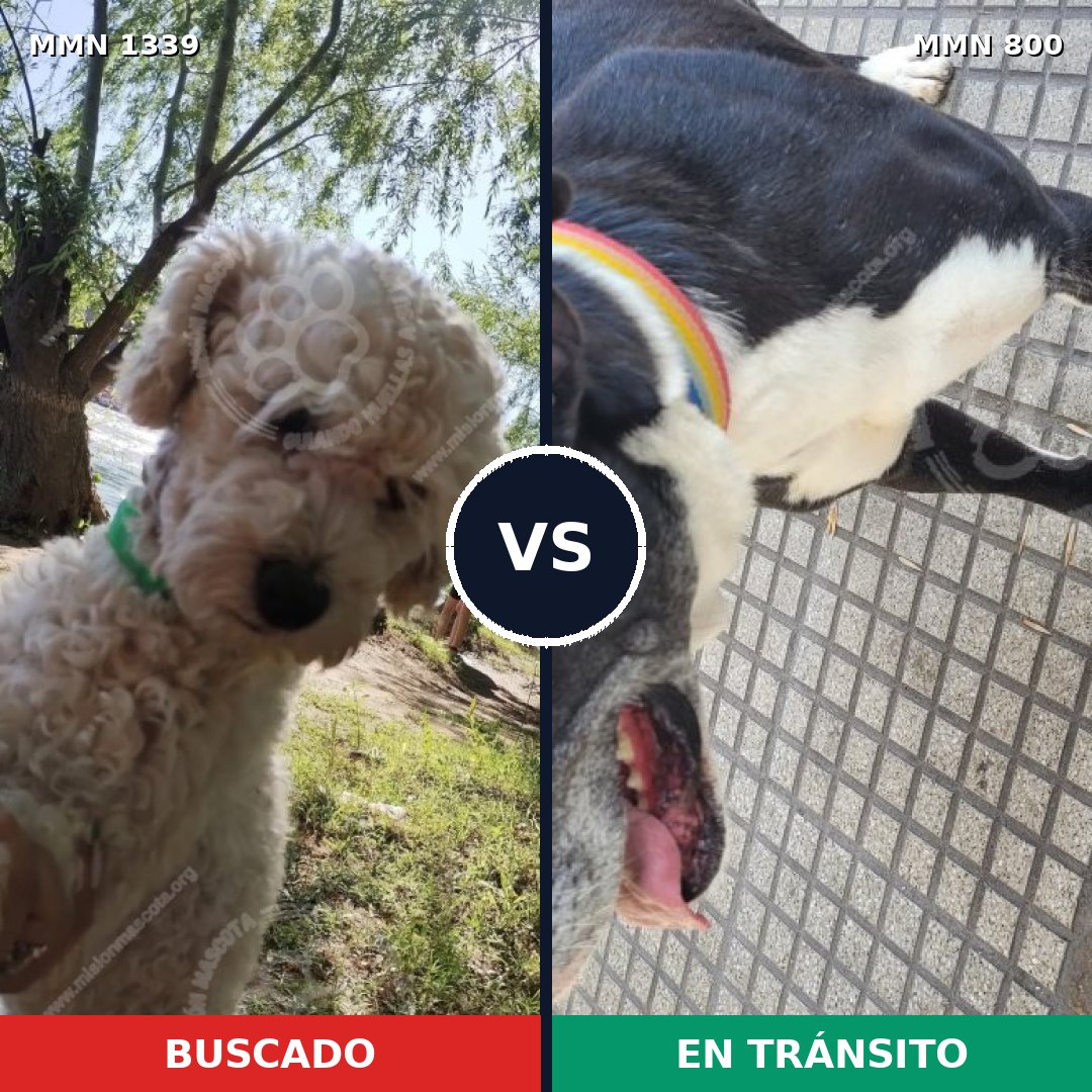Comparativa MMS 23076: mascota perdida y mascota encontrada, 30% de similitud