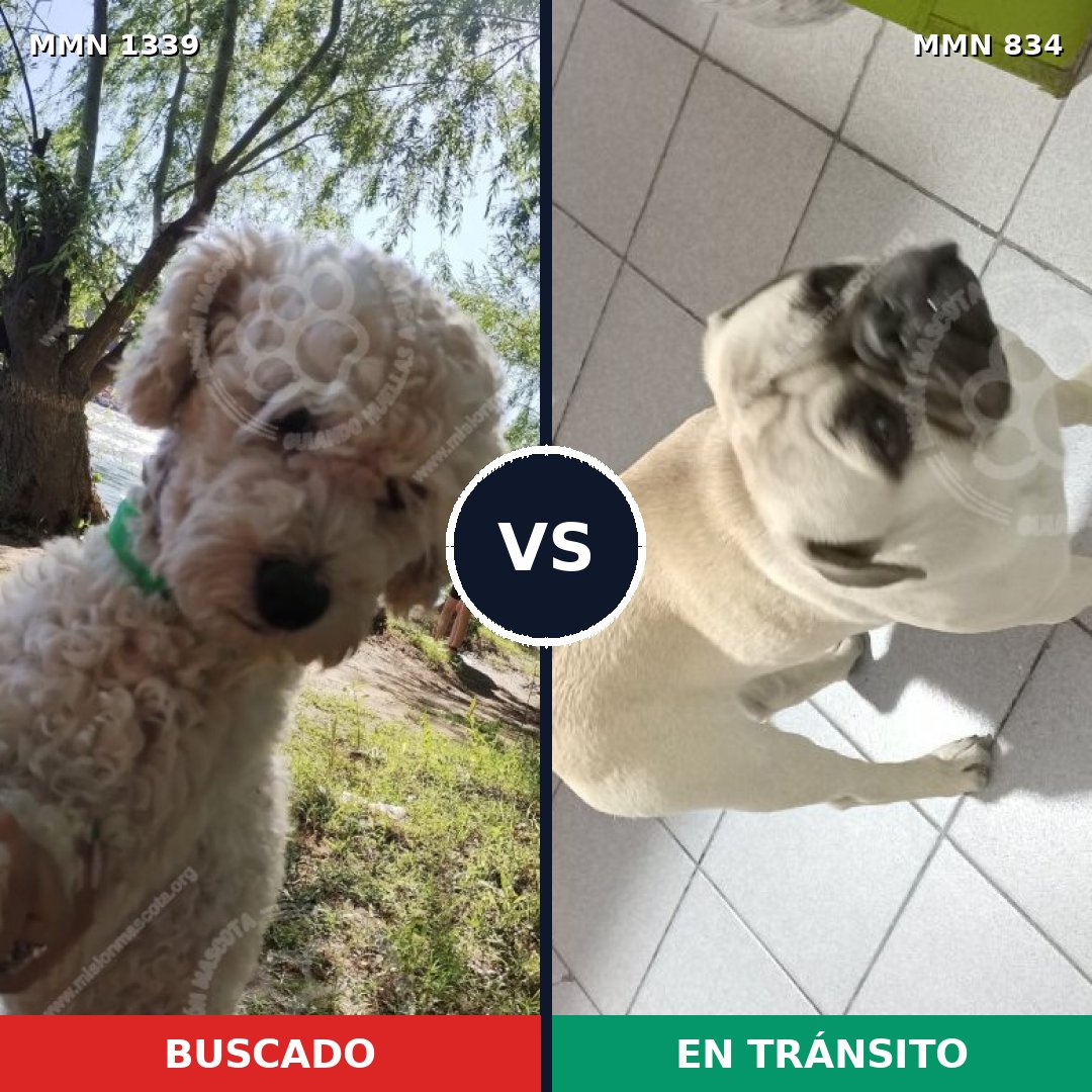 Comparativa MMS 23077: mascota perdida y mascota encontrada, 31% de similitud