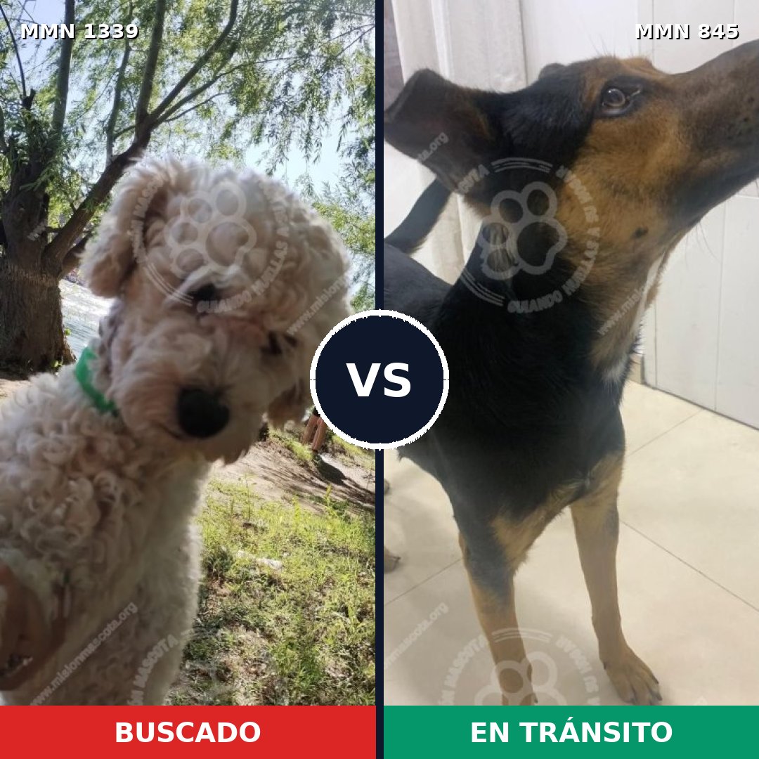 Comparativa MMS 23078: mascota perdida y mascota encontrada, 40% de similitud