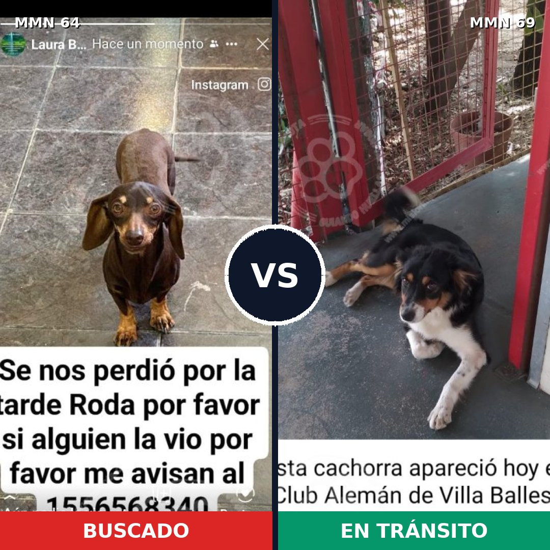 Comparativa MMS 2308: mascota perdida y mascota encontrada, 32% de similitud