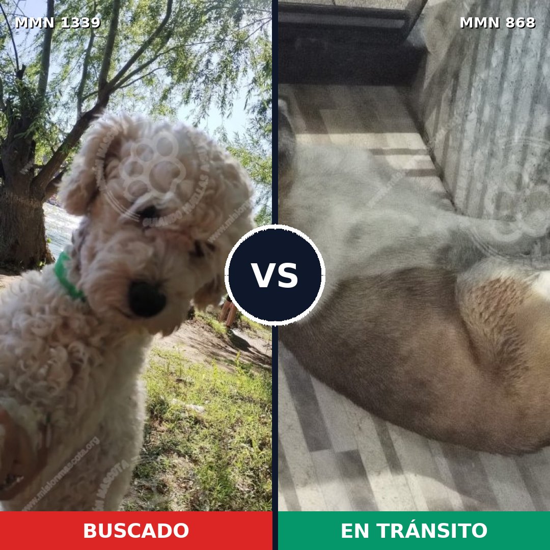 Comparativa MMS 23080: mascota perdida y mascota encontrada, 38% de similitud